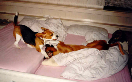 Yella und Azol im Bett....